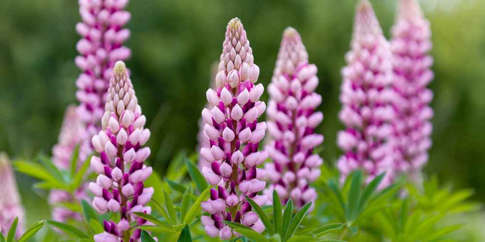 how to plant flowers in rubber mulch