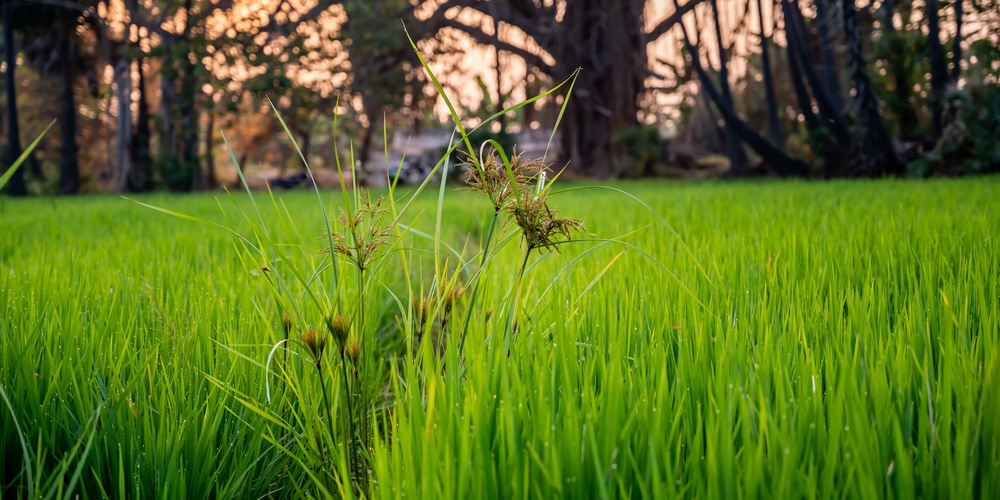 Nutsedge vs Quackgrass