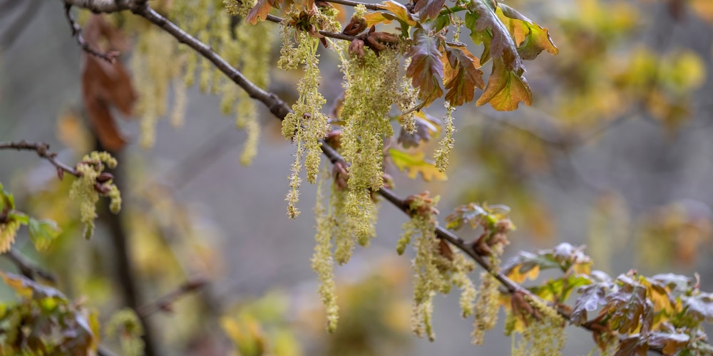 oak tree with catkins