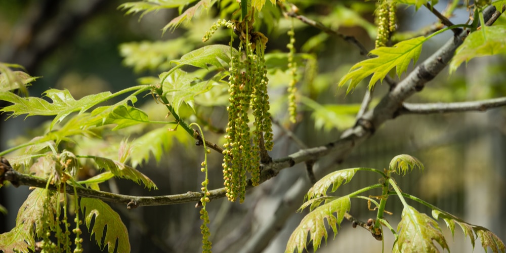 oak tree with catkins