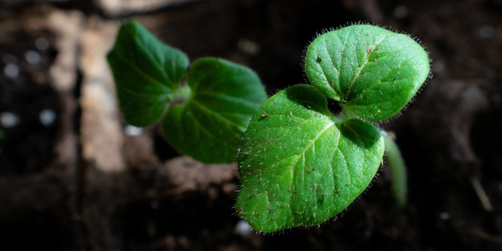 okra seedling