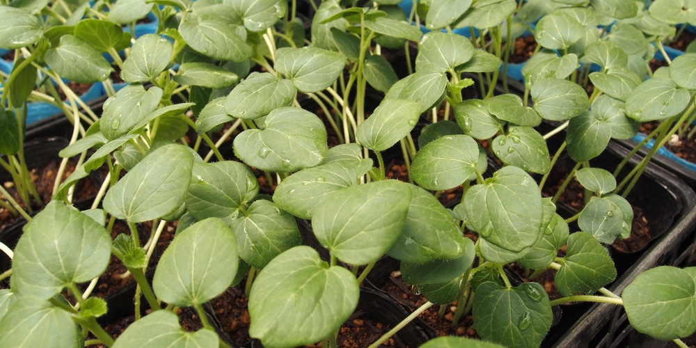 When  to Transplant Okra Seedlings