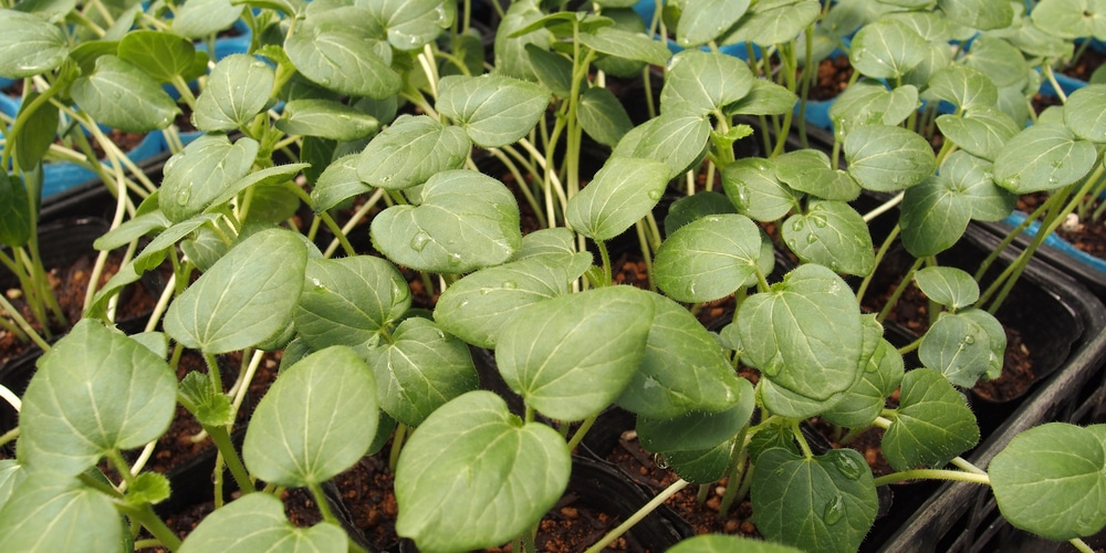 okra seedling