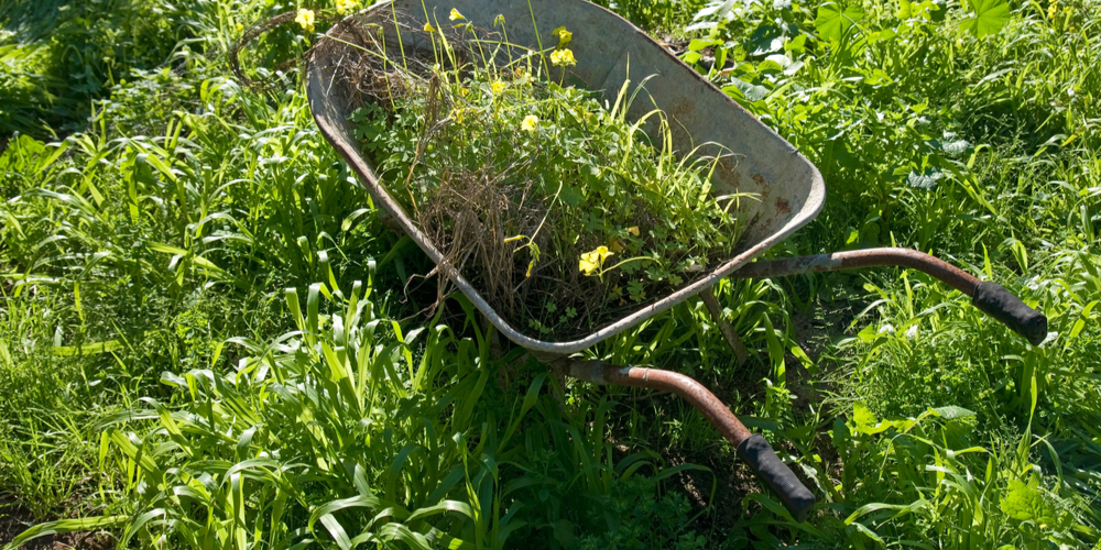 Flower Bed Overgrown With Grass