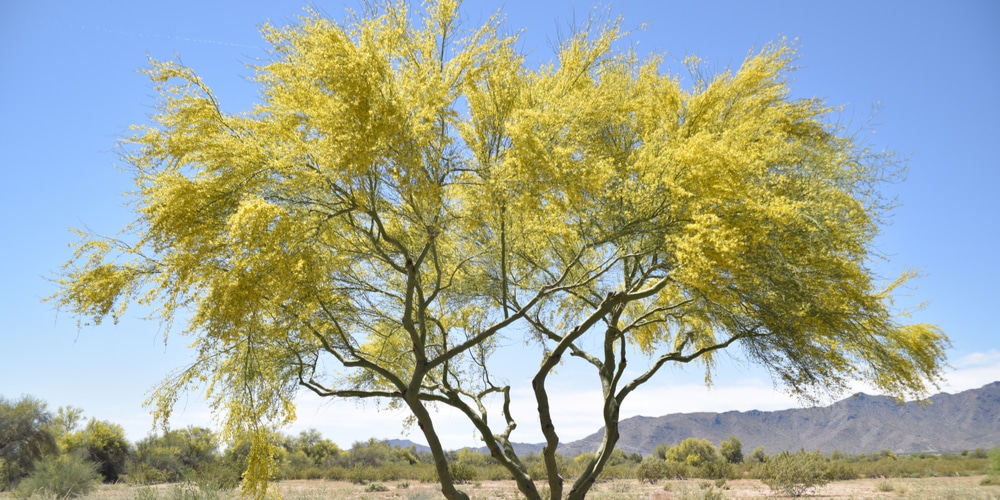 controlling weeds around trees