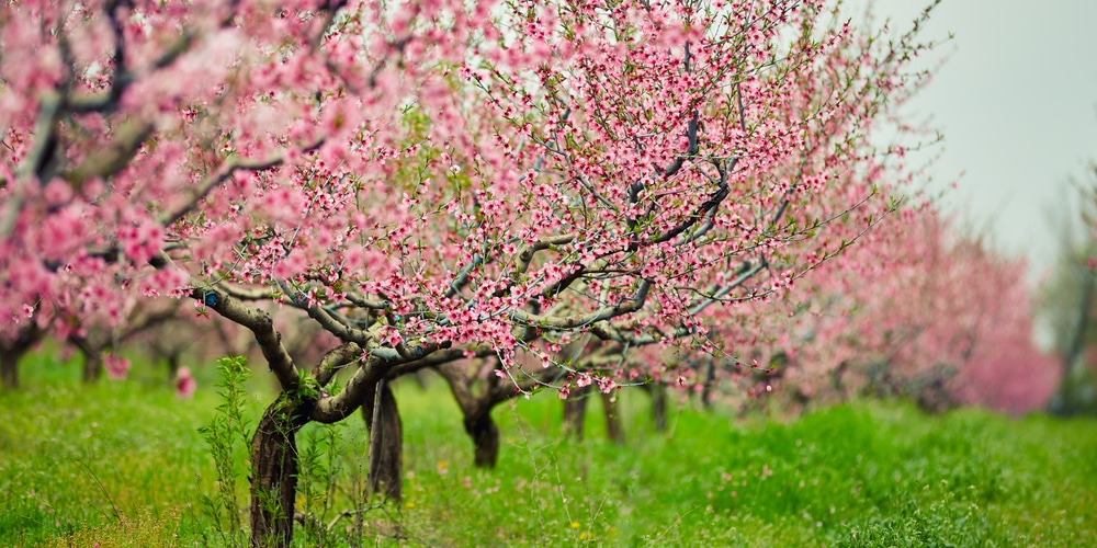 When Do Peach Trees Bloom?