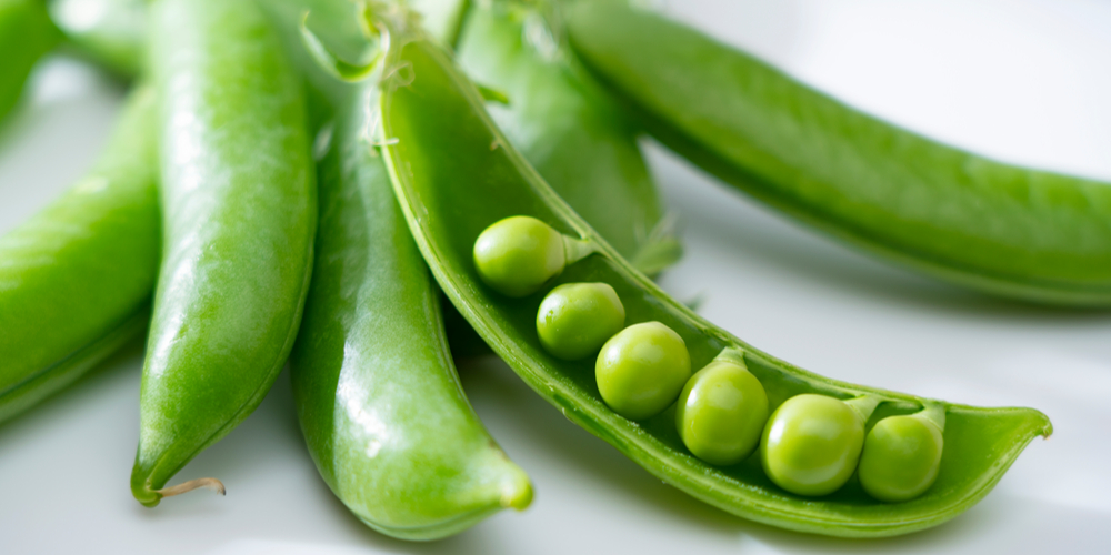 plant peas in utah