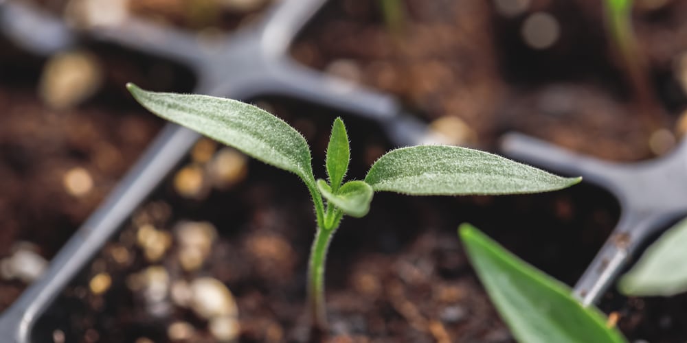 growing scotch bonnet peppers