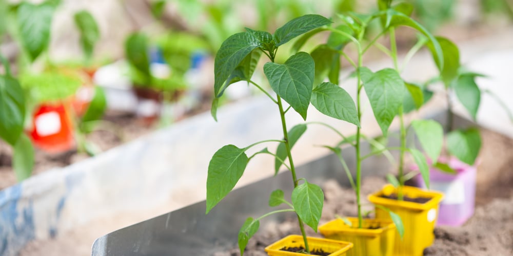 pepper plants slow growth