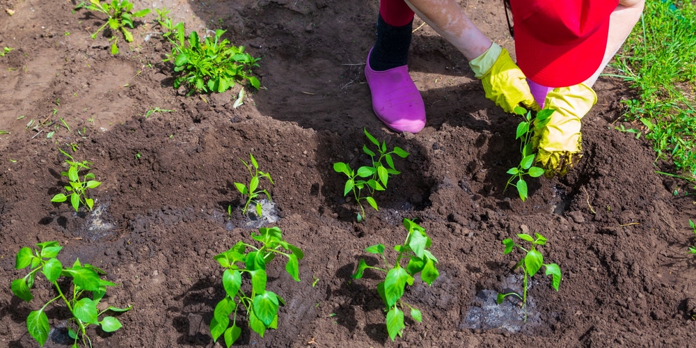 growing peppers in texas