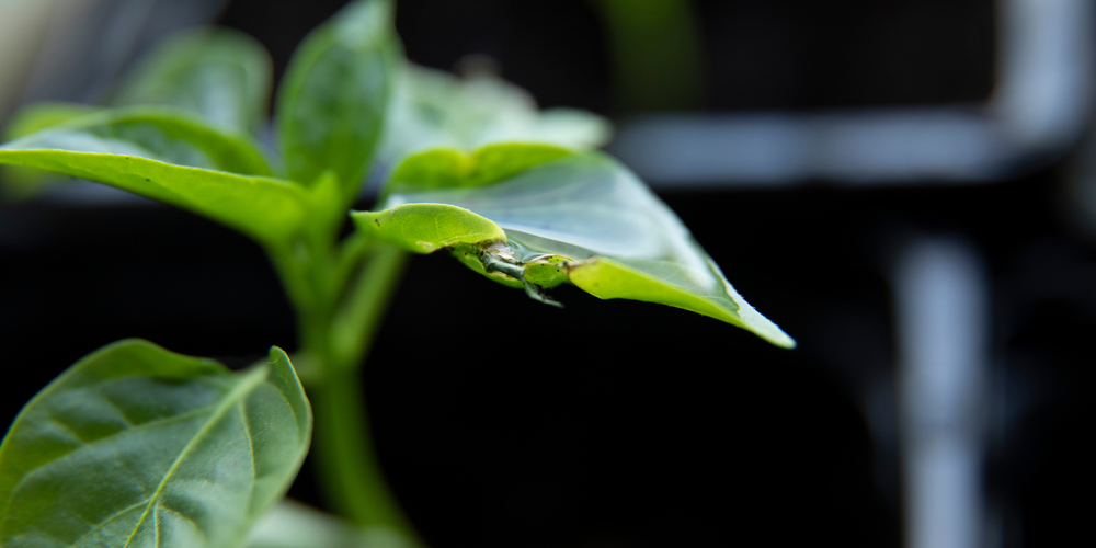 will pepper plants recover from frost