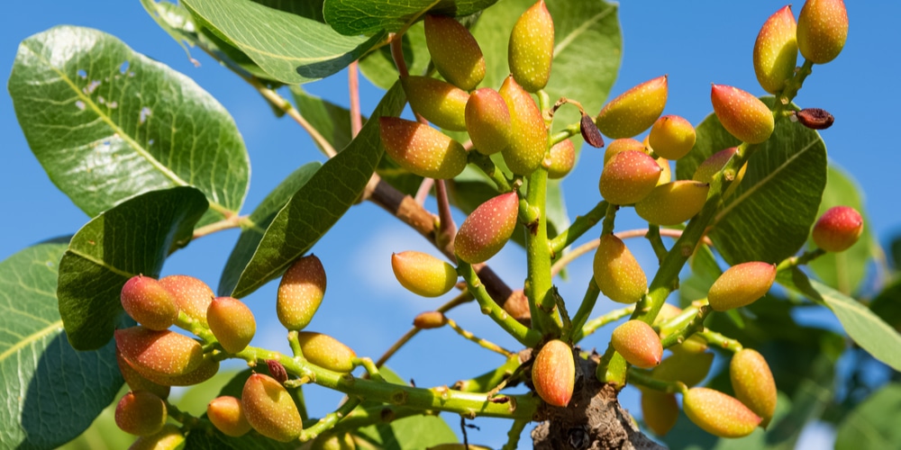 Pistachio Tree Zones