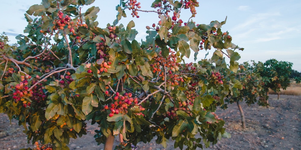 Pistachio Tree Zones