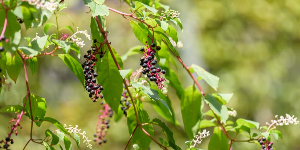 Is Pokeweed Poisonous To Touch?