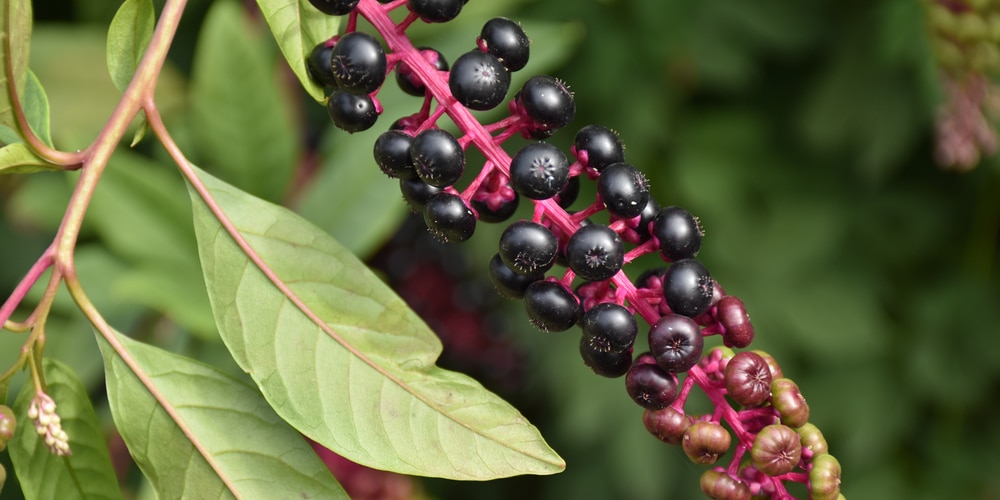 Plants With Red Stems and Green Leaves