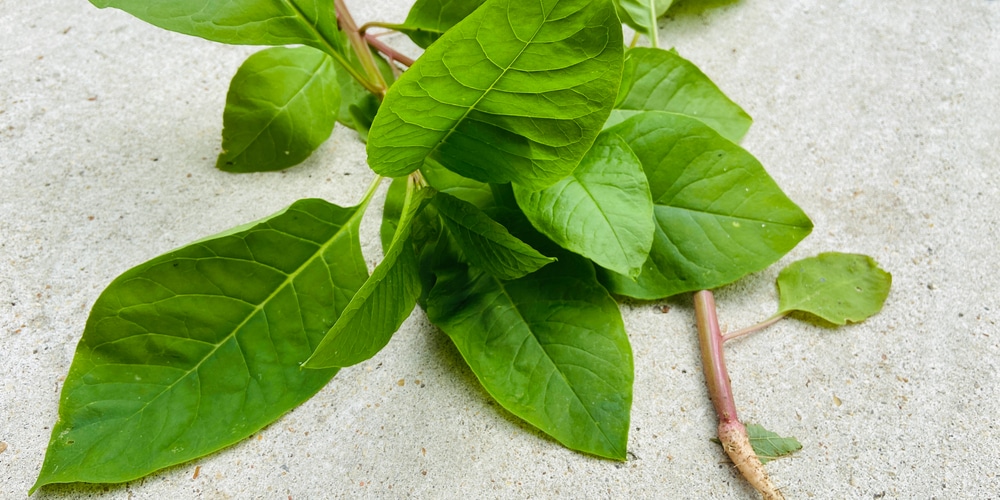 How To Get Rid Of Pokeweed