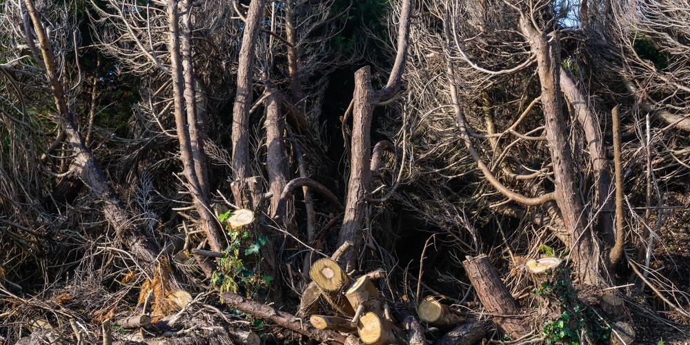 How To Cut Down Arborvitae