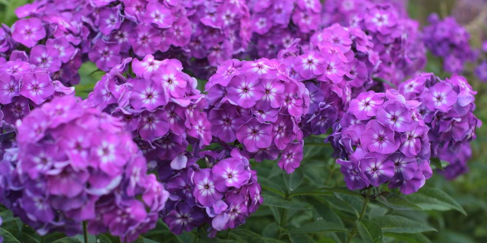 why is my phlox not flowering