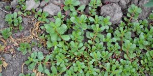 is purslane a perennial or annual