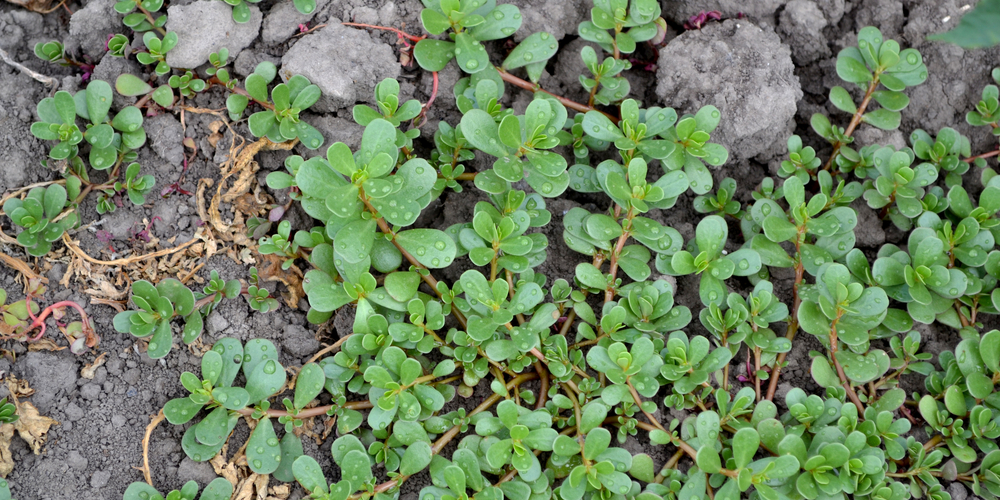 Does Purslane Grow in Alaska