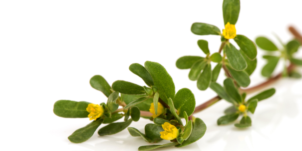 is purslane a perennial or annual