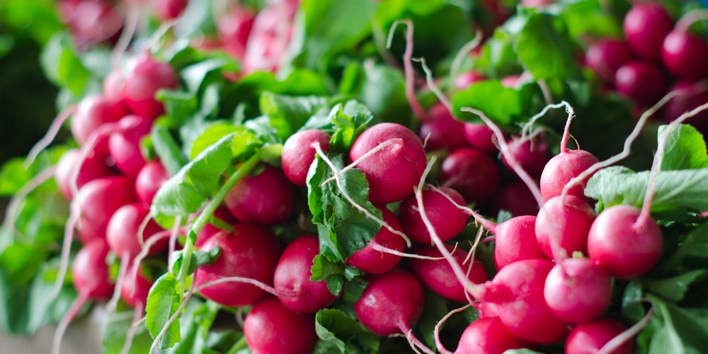 can radishes survive frost