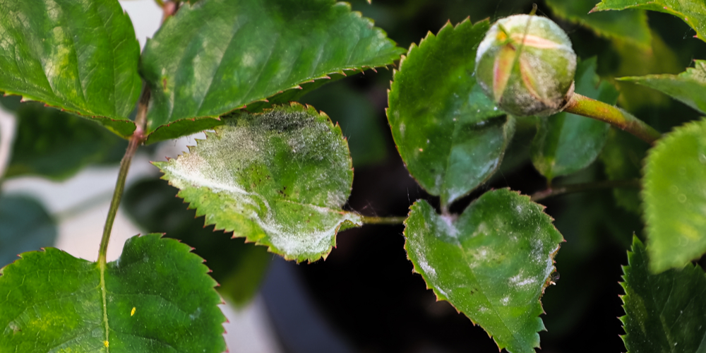 White Spots on Rose Leaves