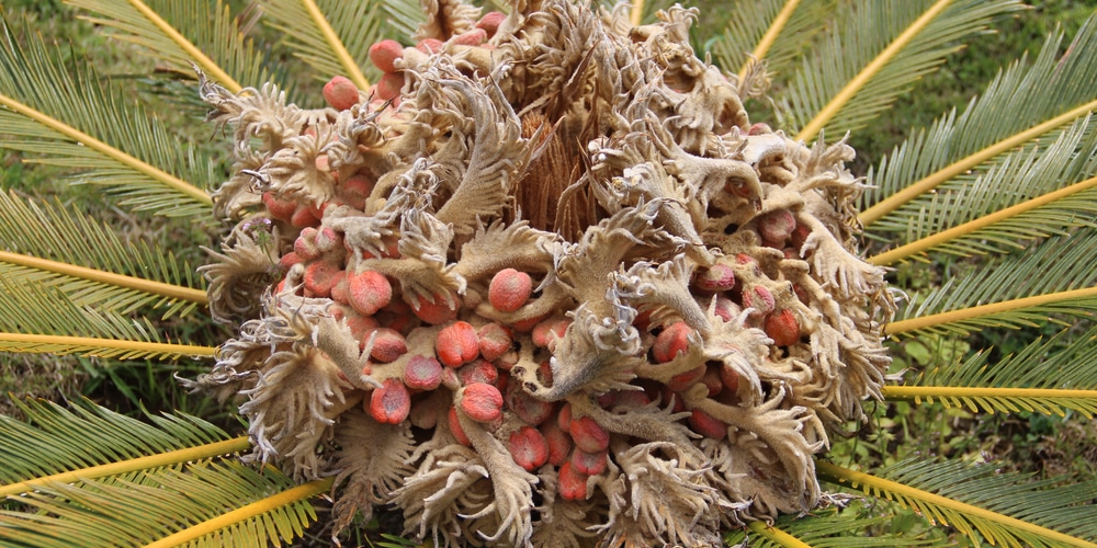 trim sago palm