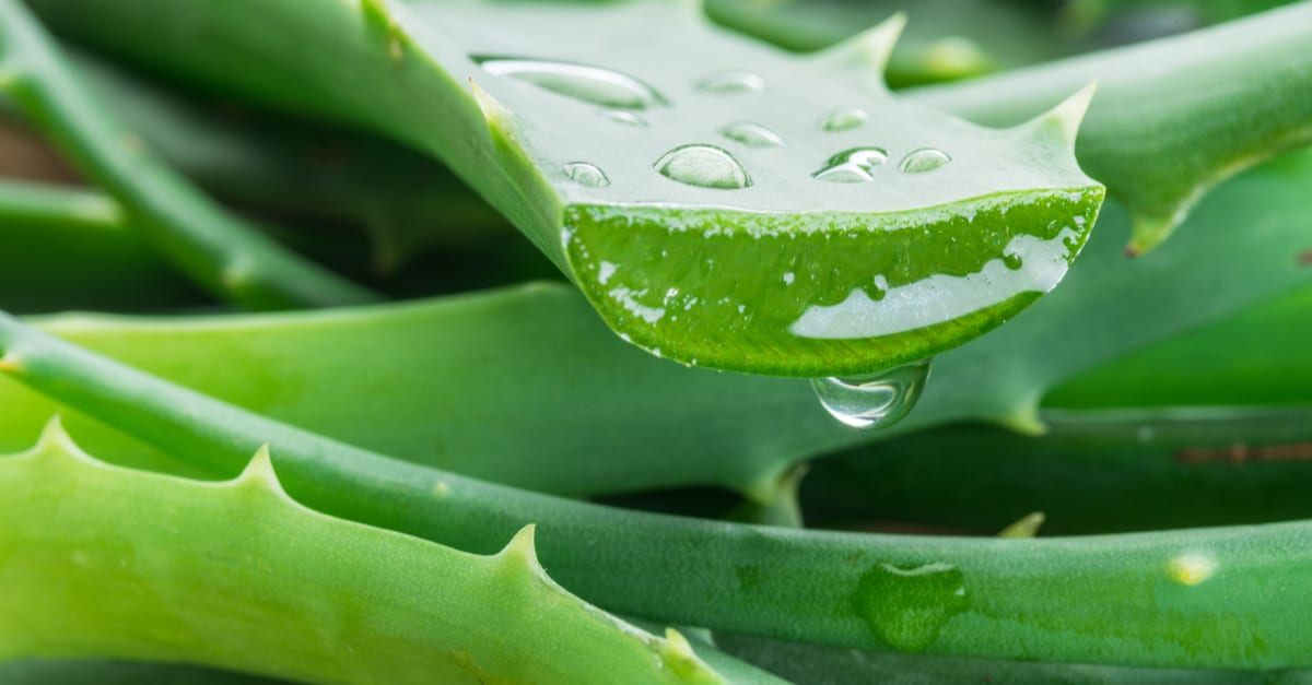 How to Cut Aloe Vera Plant without Killing it