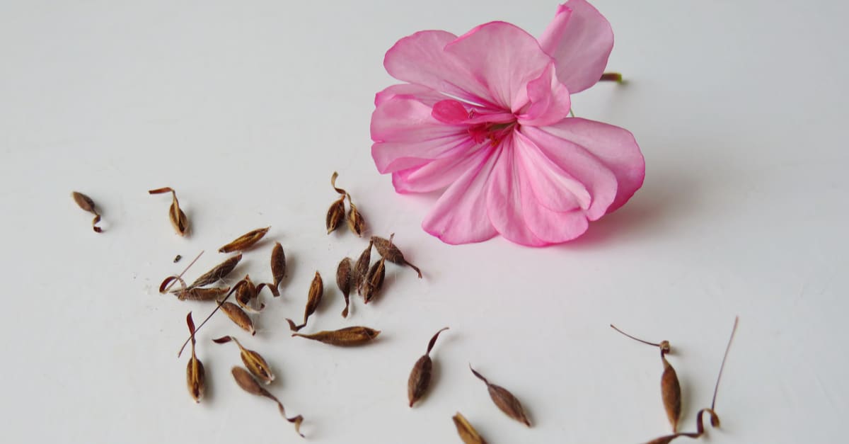 How To Collect Geranium Seeds