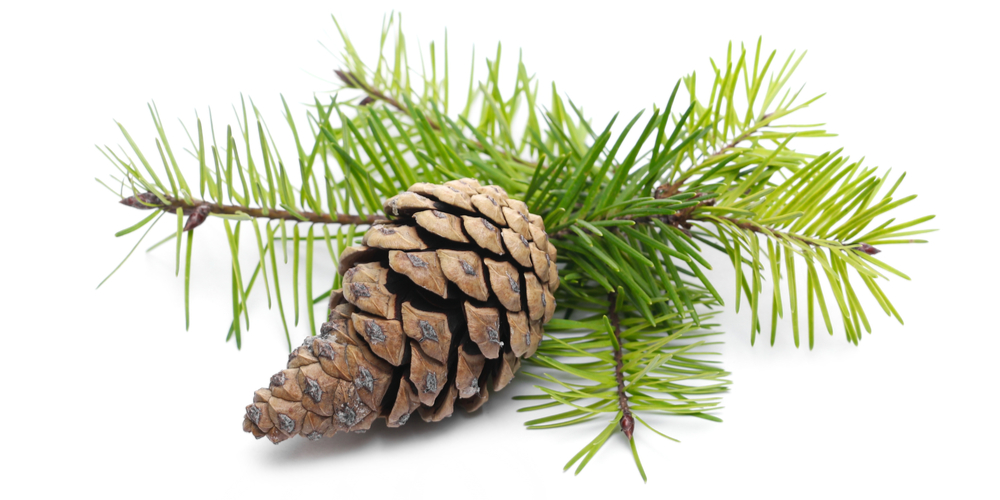 How to Start A Pine Tree From a Pine Cone