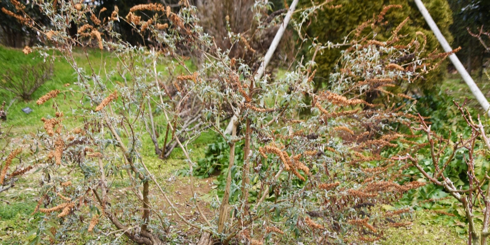 Butterfly Bush Winter Care