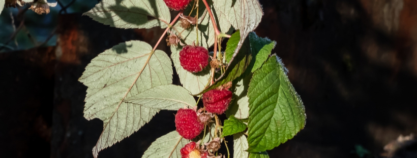 raspberries and frost