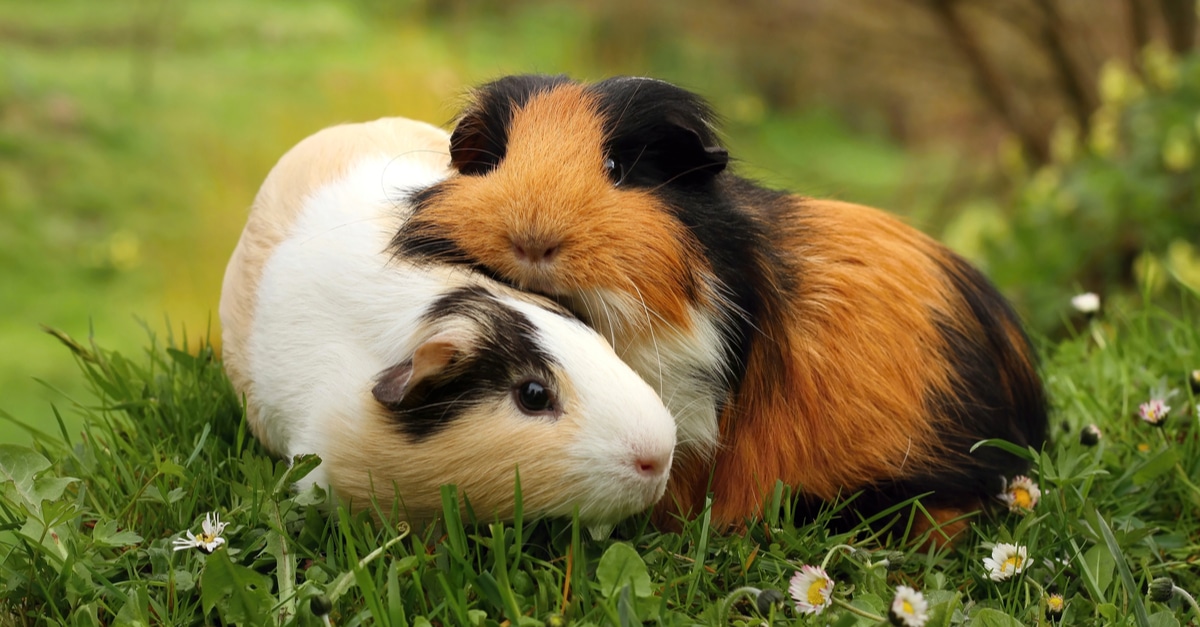 Can Guinea Pigs Eat Aloe Vera Plants?