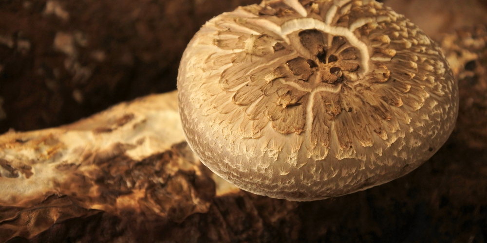 How to Grow Portobello Mushrooms