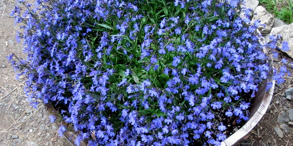 What Is the Bluest Lobelia