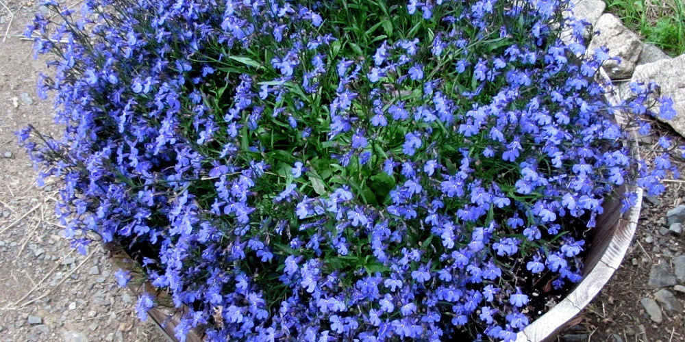 What Is the Bluest Lobelia and How to Make Them Bloom All Season Long