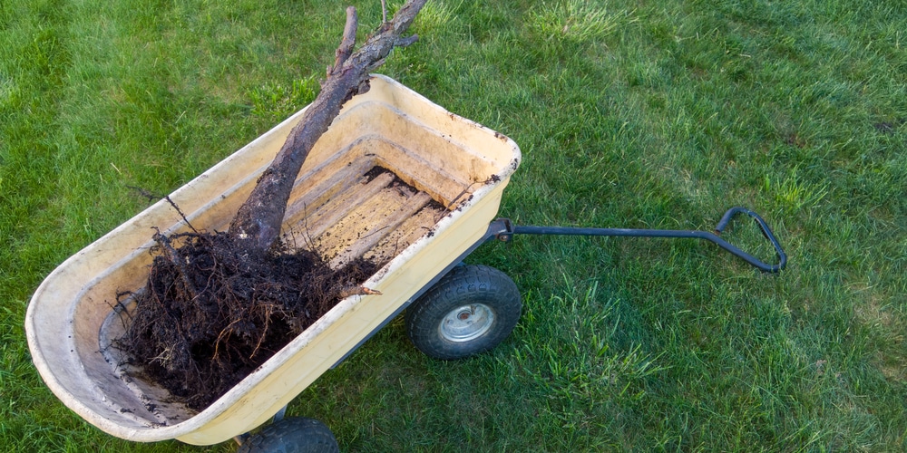 How To Cut Down Arborvitae