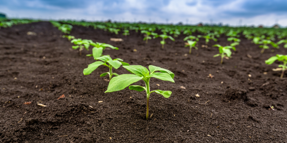 sunflower germination time