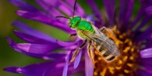 corn fly vs sweat bee