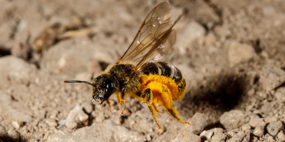 How To Get Rid Of Sweat Bees