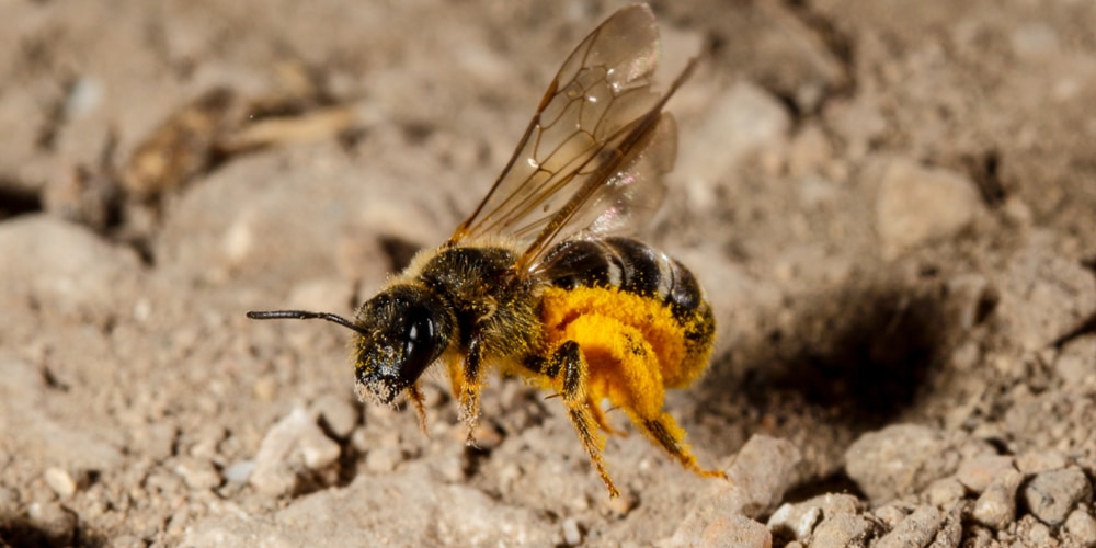 how to get rid of sweat bees around pool