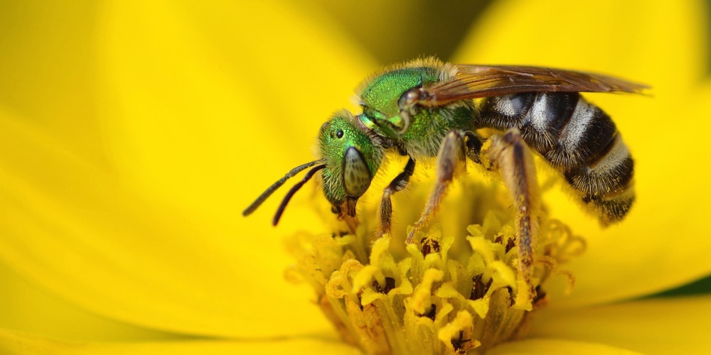 how to get rid of sweat bees around pool