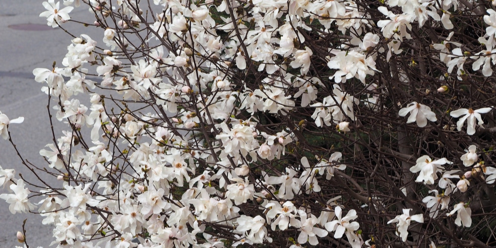 squirrels eating magnolia buds