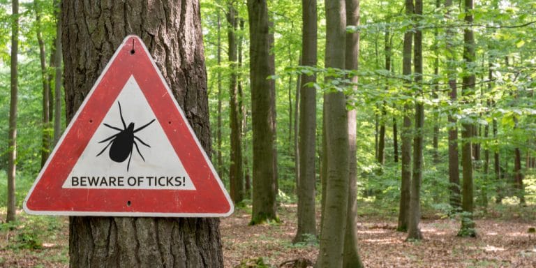 Do Ticks Live In Mowed Grass? All You Must Know - GFL Outdoors