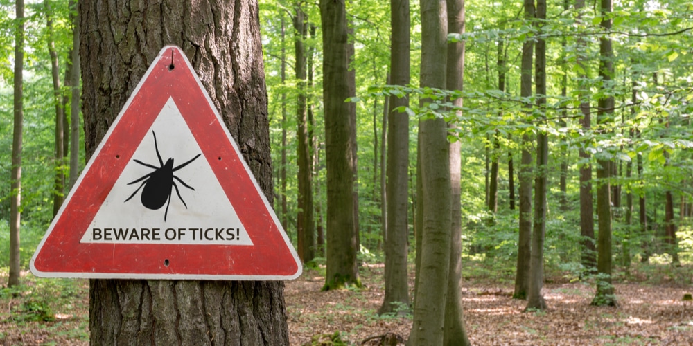 do ticks fall from trees