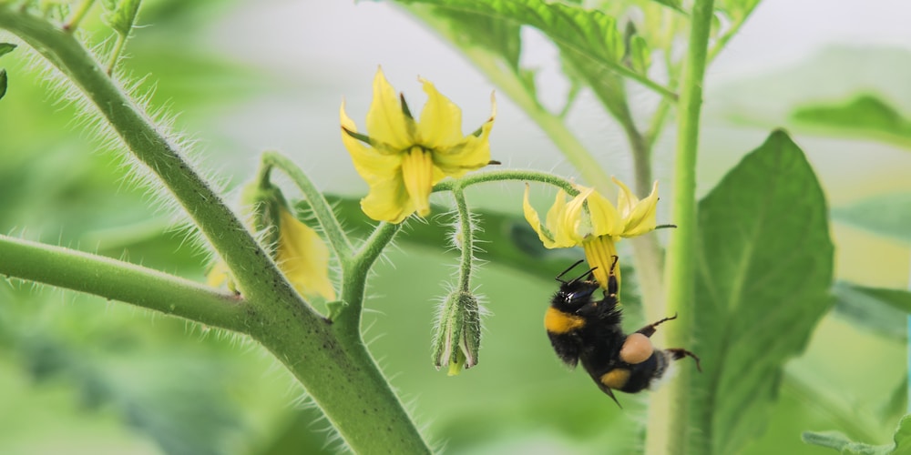 How To Tell If a Tomato Flower Is Pollinated