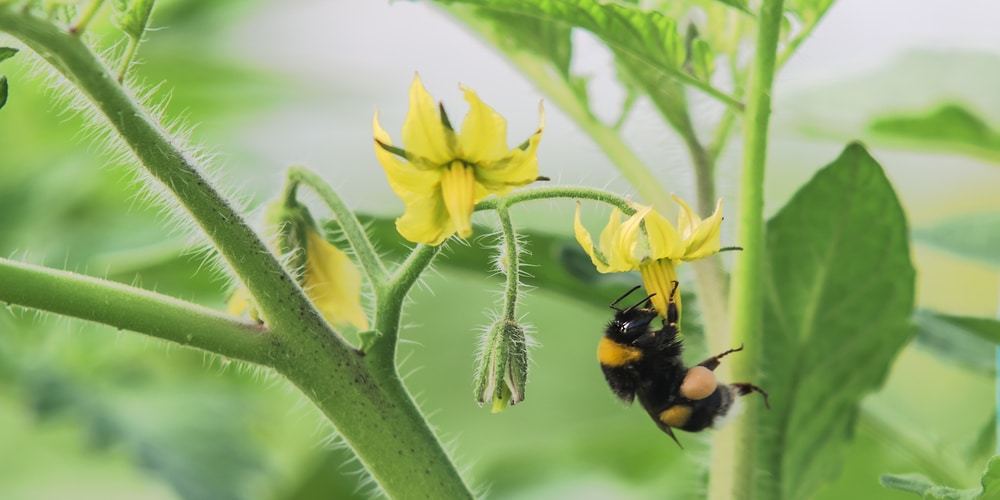 do bees like phlox