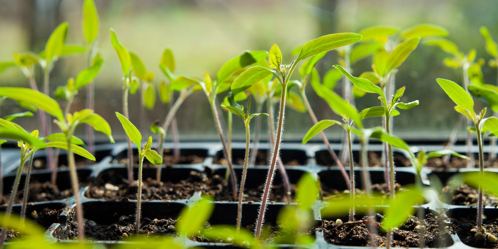 tomato seedling leaves pointing up at night