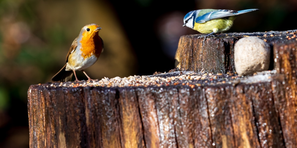 How To Rot a Tree Stump Fast